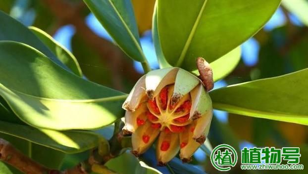 桃花是两性花还是单性花/桃花是两性花还是单生花