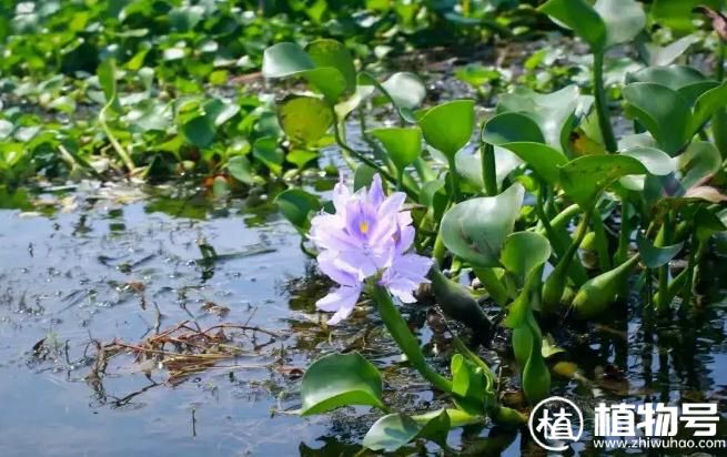 满江红是裸子植物吗 满江红是裸子植物还是被子植物