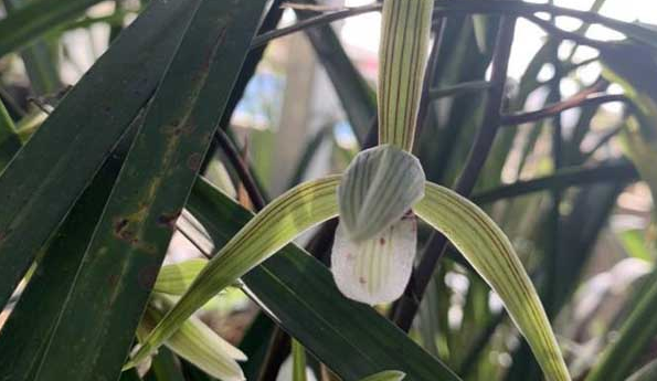 红花银桦是一种什么植物呢/银桦与红花银桦的区别