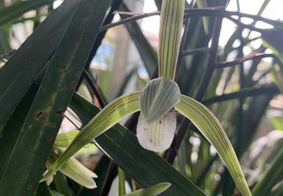 君子兰怎样才能开花