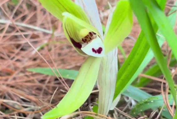 铃兰花谢后怎么处理 铃兰花开败后