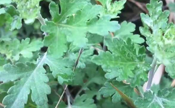 芋头没熟透可以吃吗 芋头没煮熟