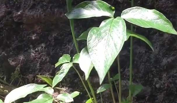 茉莉花总开花不长叶怎么办/茉莉花总开花不开怎么办