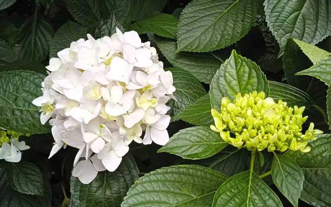 中秋节送什么花最好 四种最适合中秋时节送的花束 中秋节送什么花给闺蜜