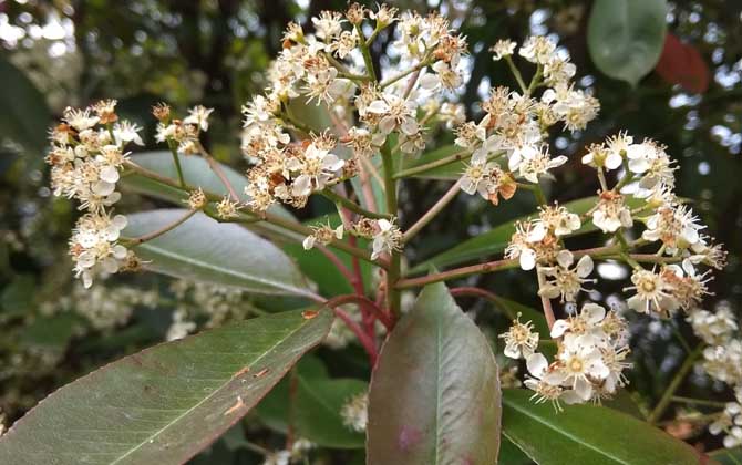 膨润土可以做肥料吗 可以用来种花吗 膨润土可以做肥料用吗