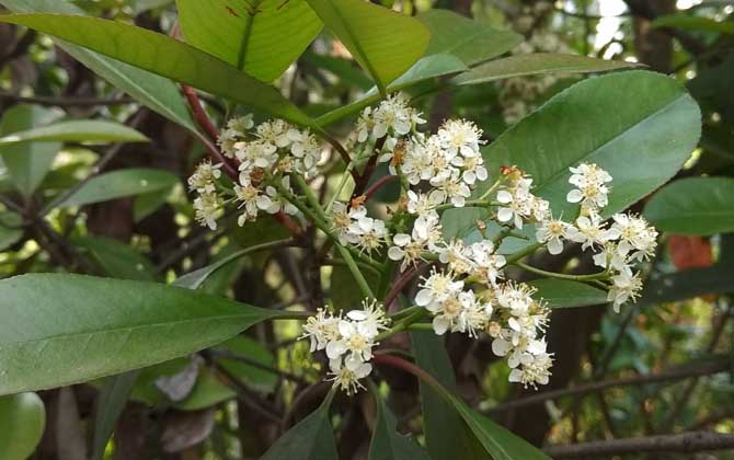 紫荆花扦插开花后还是开花前/紫荆花扦插方法视频教程