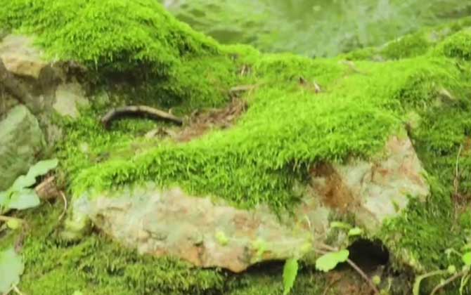 水培栀子花怎么养才能更旺盛 水培栀子花怎么转土培