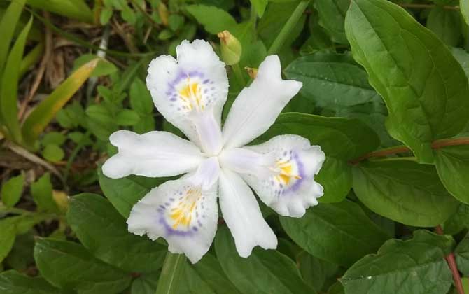 小雏菊花语是什么呢/小雏菊花语是啥