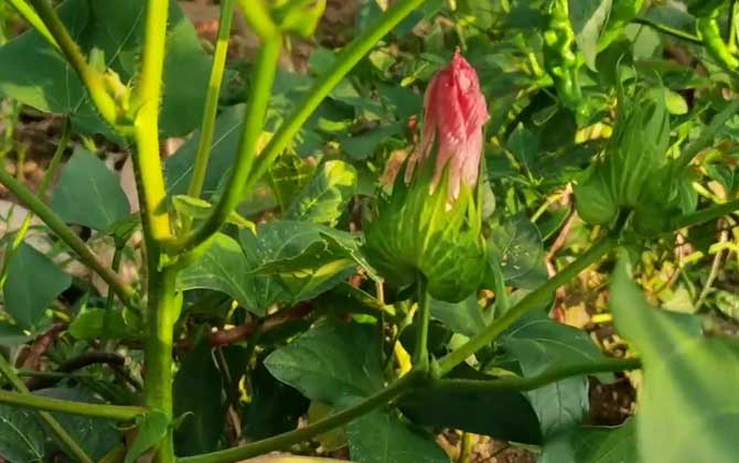 冷水花的养殖方法和注意事项/冷水花百度百科