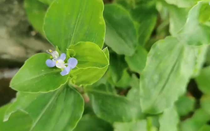 如果栀子花的叶子发黄该怎么办呢/栀子花的叶子枯萎了怎么办