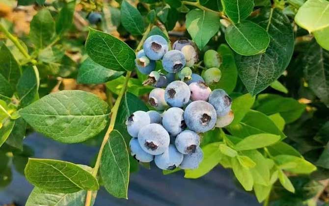 桂花树叶子发黄怎么办/桂花树叶子尖发黄干枯怎么办