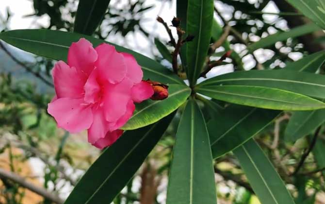 紫荆花盆景修剪方法/盆栽紫荆花怎么修剪造型