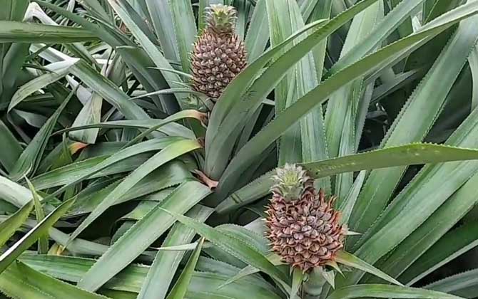 单子叶植物和双子叶植物的区别/单子叶植物和双子叶植物的异同