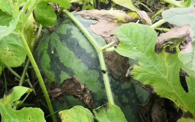 量天尺多久浇一次水 量天尺刚栽种完需要浇水浇透吗