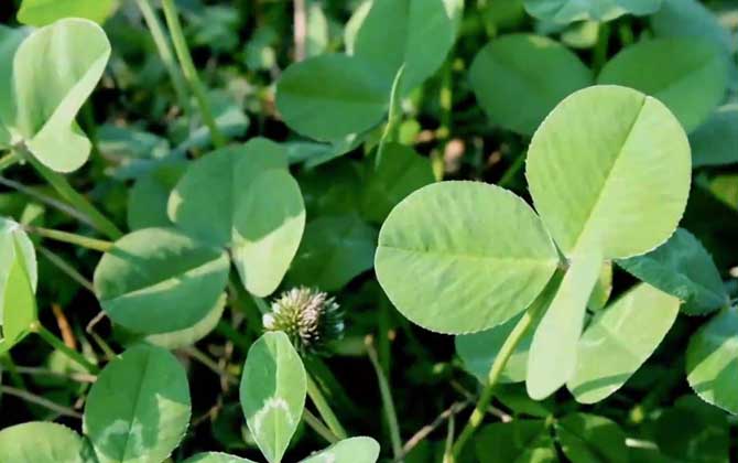 草本植物是什么意思？/草本植物是什么科