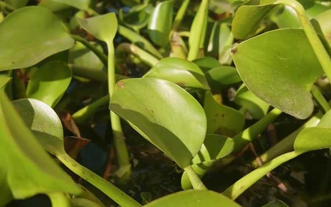 湿地植物是什么意思？/湿地植物的作用