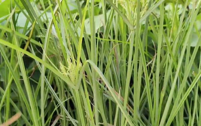 什么是多肉花剑——植物科普/什么是多肉的花剑