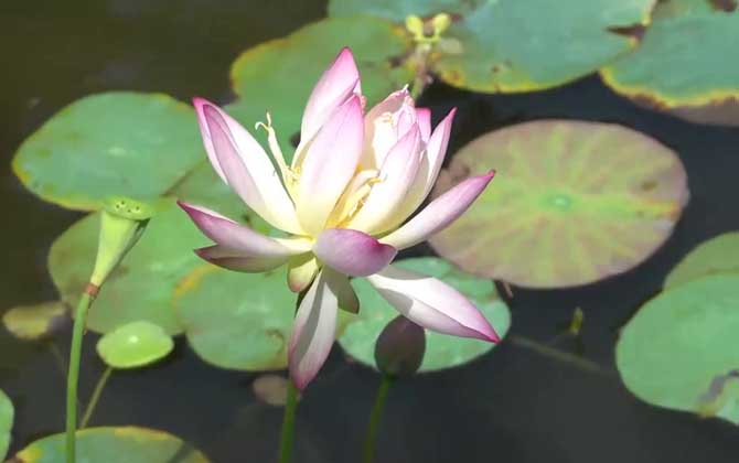 桂花香节的主要内容/桂花香的主要内容