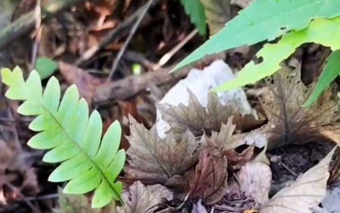 桂花树叶子上有白色发粘的东西/桂花树叶子上有黑色点