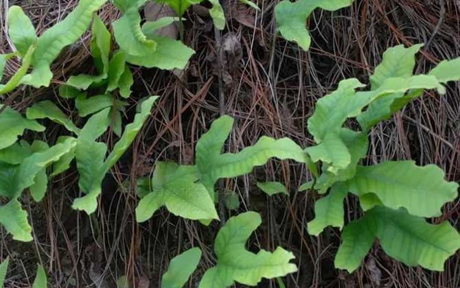 蕨类植物