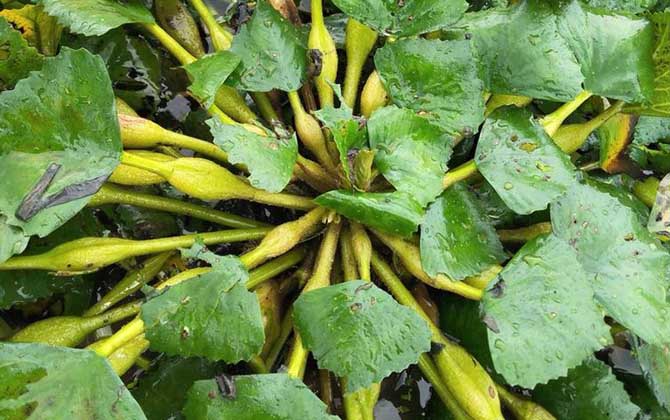 红豆杉家庭种植方法/红豆杉家庭种植视频