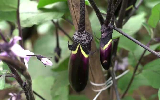 蓝色玛格丽特花怎么养护方法 蓝色玛格丽特花语