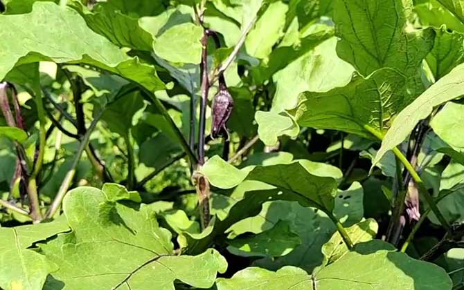 小白菜种子怎么种植 白菜种子怎么种植方法