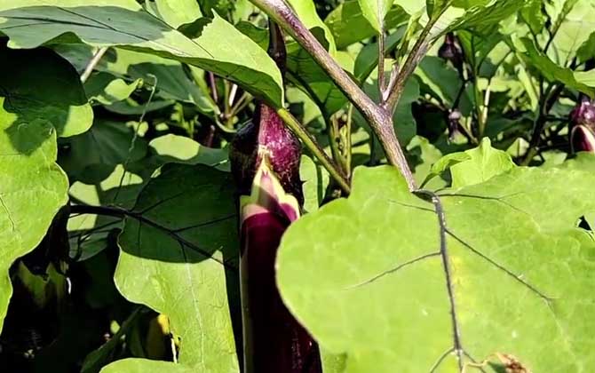 夏季生豆芽怎样防烂 如何快速生长豆芽