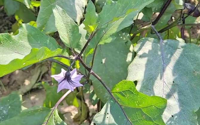 耧斗菜到了生长旺季需要梳理，耧斗菜有无毒性食用有无禁忌/耧斗菜苗