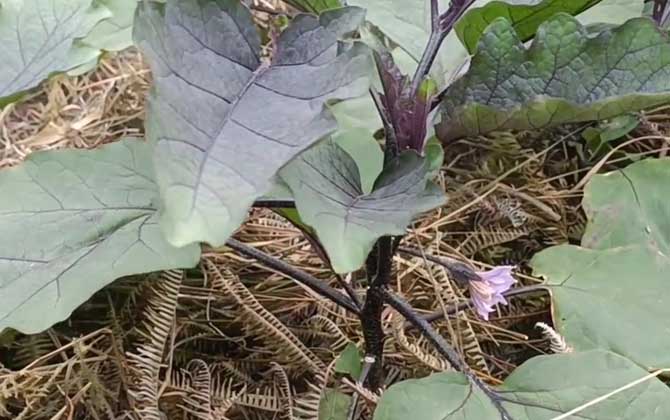 水养白鹤芋需放多少水/白鹤芋能用水养吗