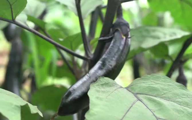 扁豆种植时间和方法 扁豆种植时间和生长周期表