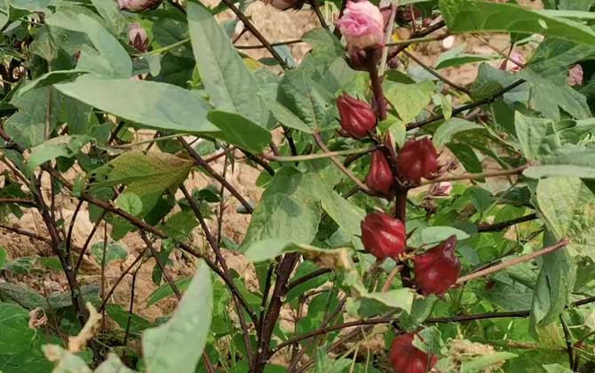 油桃种子怎么种植 油桃怎么种植技术视频