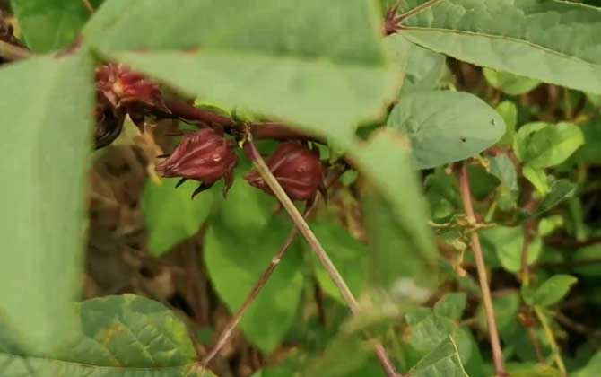 图解多肉植物玉露怎么闷养多肉玉露为什么要闷养养护 多肉玉坠图片唯美图片大全