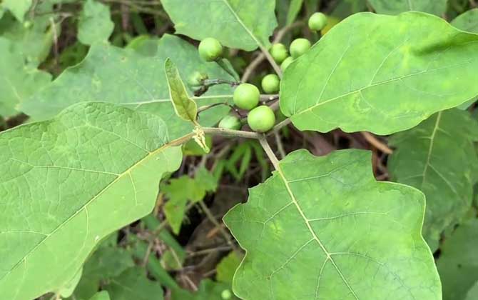 水茄是什么植物？/水茄的功效和作用