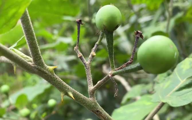 丹东草莓每年几月份有丹东九九上市时间与季节 丹东草莓每年几月份有?怎么个头大?