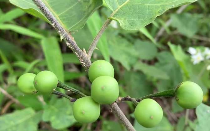 柠檬花土配制方法 柠檬花盆栽的方法