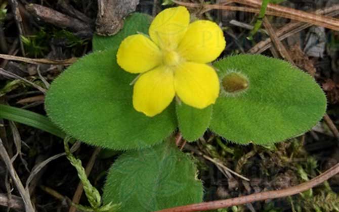 春季栀子花枝叶比较瘦弱是什么原因 春季栀子花枝叶干枯