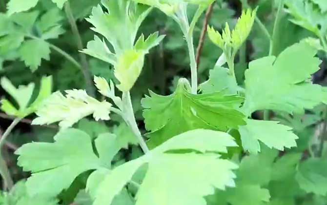 丁香花叶子发蔫是什么原因呢怎么解决呢/丁香花叶子发蔫怎么回事