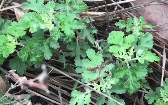 裙带菜是什么植物 裙带菜是什么植物图片