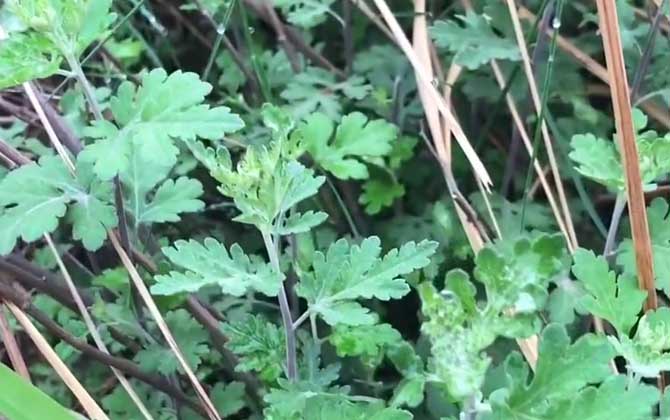 多肉塔松怎么养一分钟读懂多肉塔松的养殖方法/多肉植物塔松