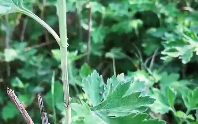 芙蓉花叶子黄了怎么办