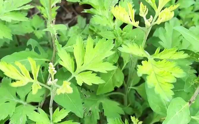 梨籽怎样种成小盆栽 附梨树的种植历史