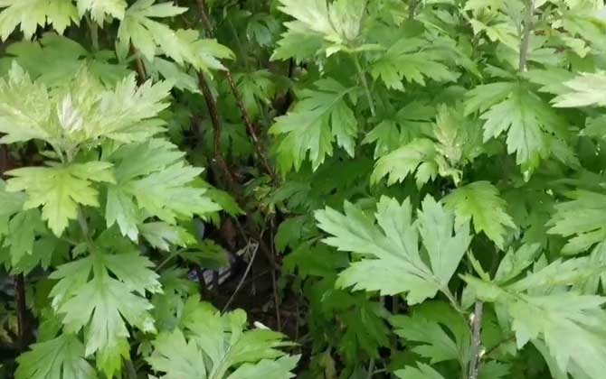 植物金麒麟/植物金麒麟的寓意