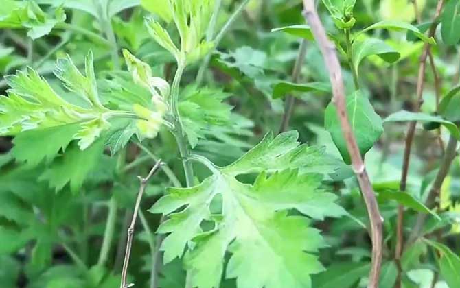 菜豆树是一种适合客厅养的水养植物/菜豆树好养活吗