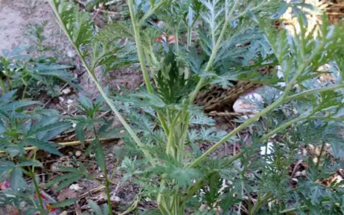 伯拜伦茶花品种介绍/茶花伯拜范开花图片