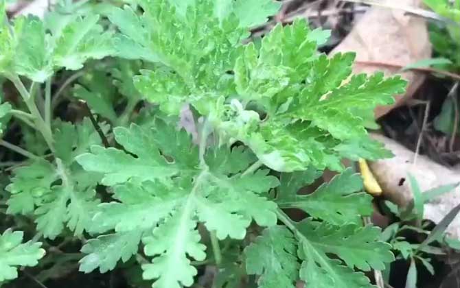 芒果怎么榨汁好喝 芒果榨汁最佳搭配窍门 芒果怎么榨汁好喝又简单