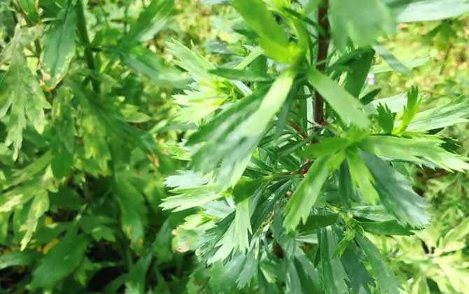 芥菜种植行距和株距多少 合理种植间距与密度是关键 芥菜株距