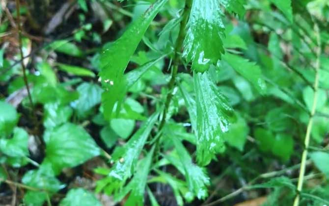 苹果树开花期下雨有影响吗（花期遇到阴雨天怎么办） 苹果树开花期下雨怎么办