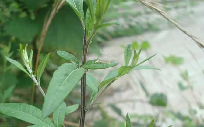 栀子花叶子发黑干枯怎么办