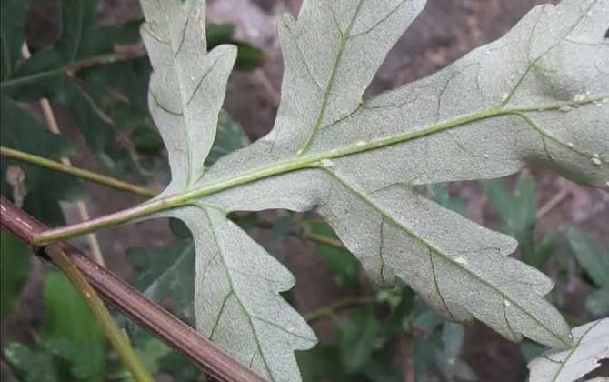 富贵竹的功效与作用是什么呢/富贵竹的功效与作用氟硅唑杀菌药富贵竹